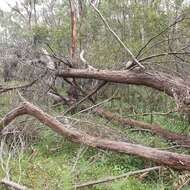 Image of Eucalyptus blaxlandii Maiden & Cambage