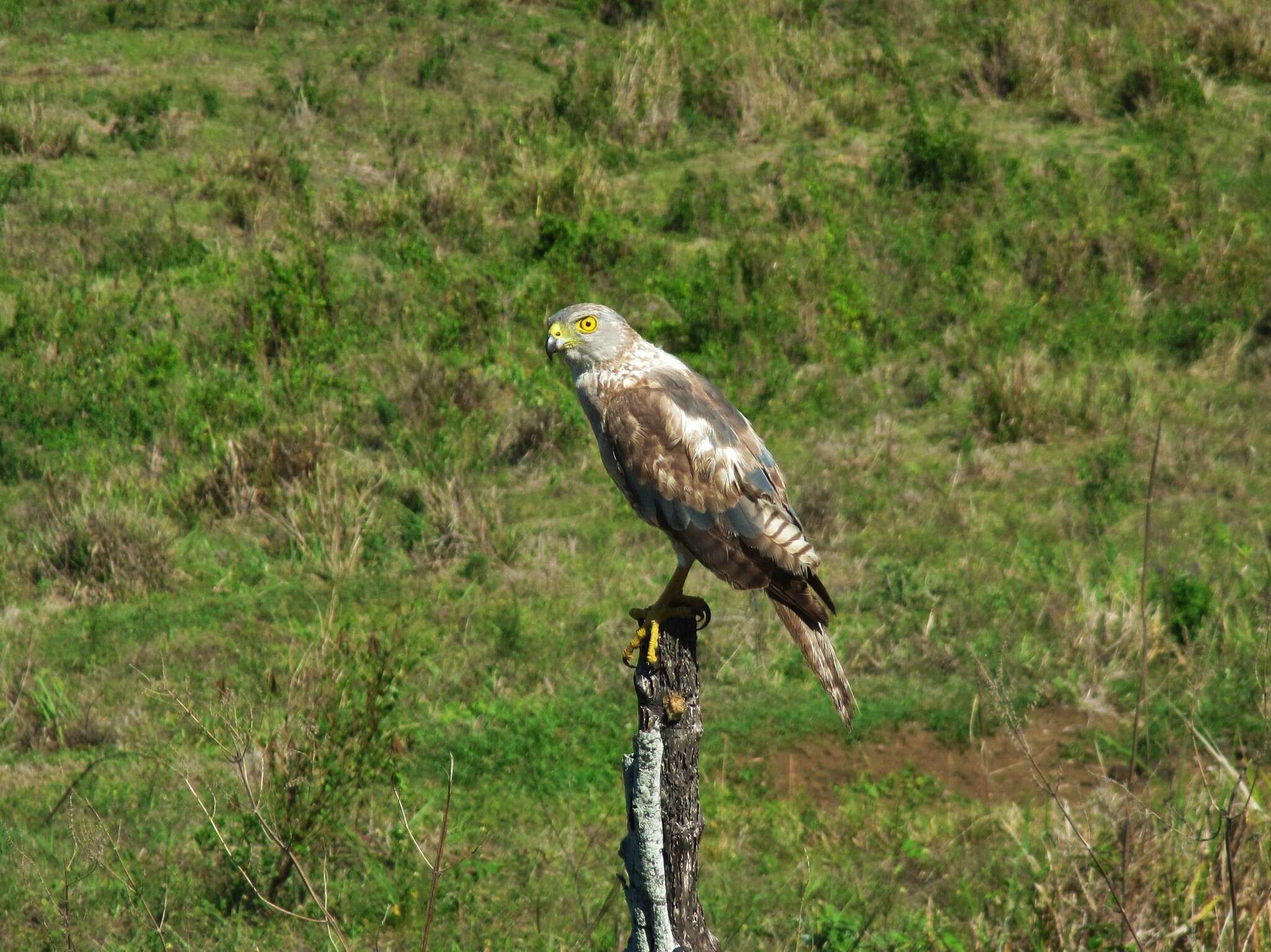 Image of Fiji Goshawk