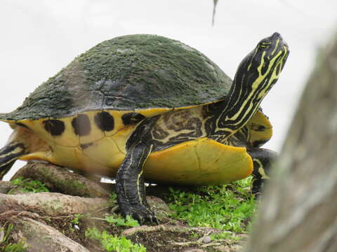 Imagem de Pseudemys peninsularis Carr 1938