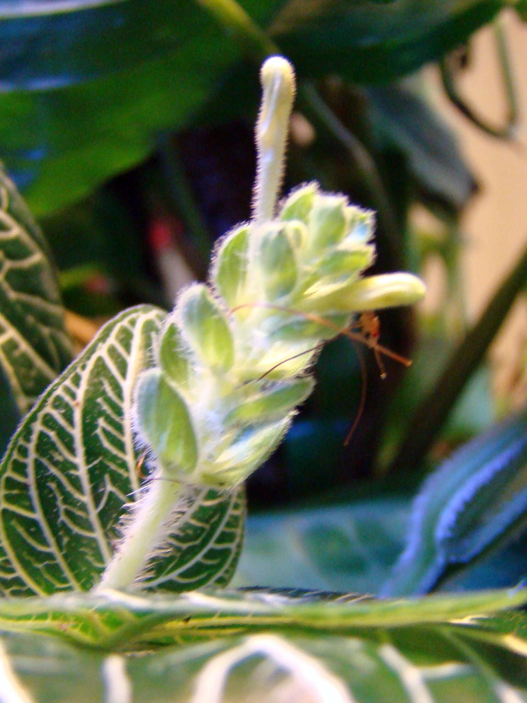 Fittonia albivenis (Lindl. ex Veitch) R. K. Brummitt resmi