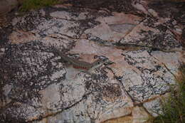 Image of Common Butterfly Lizard