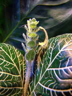 Fittonia albivenis (Lindl. ex Veitch) R. K. Brummitt resmi