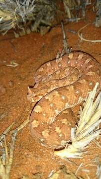 Image of Horned Adder