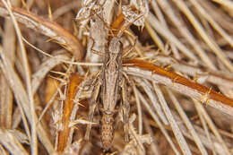 Image de Chorthippus (Glyptobothrus) dubius (Zubovski 1898)