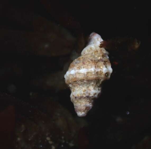 صورة Paciocinebrina atropurpurea (Carpenter 1865)