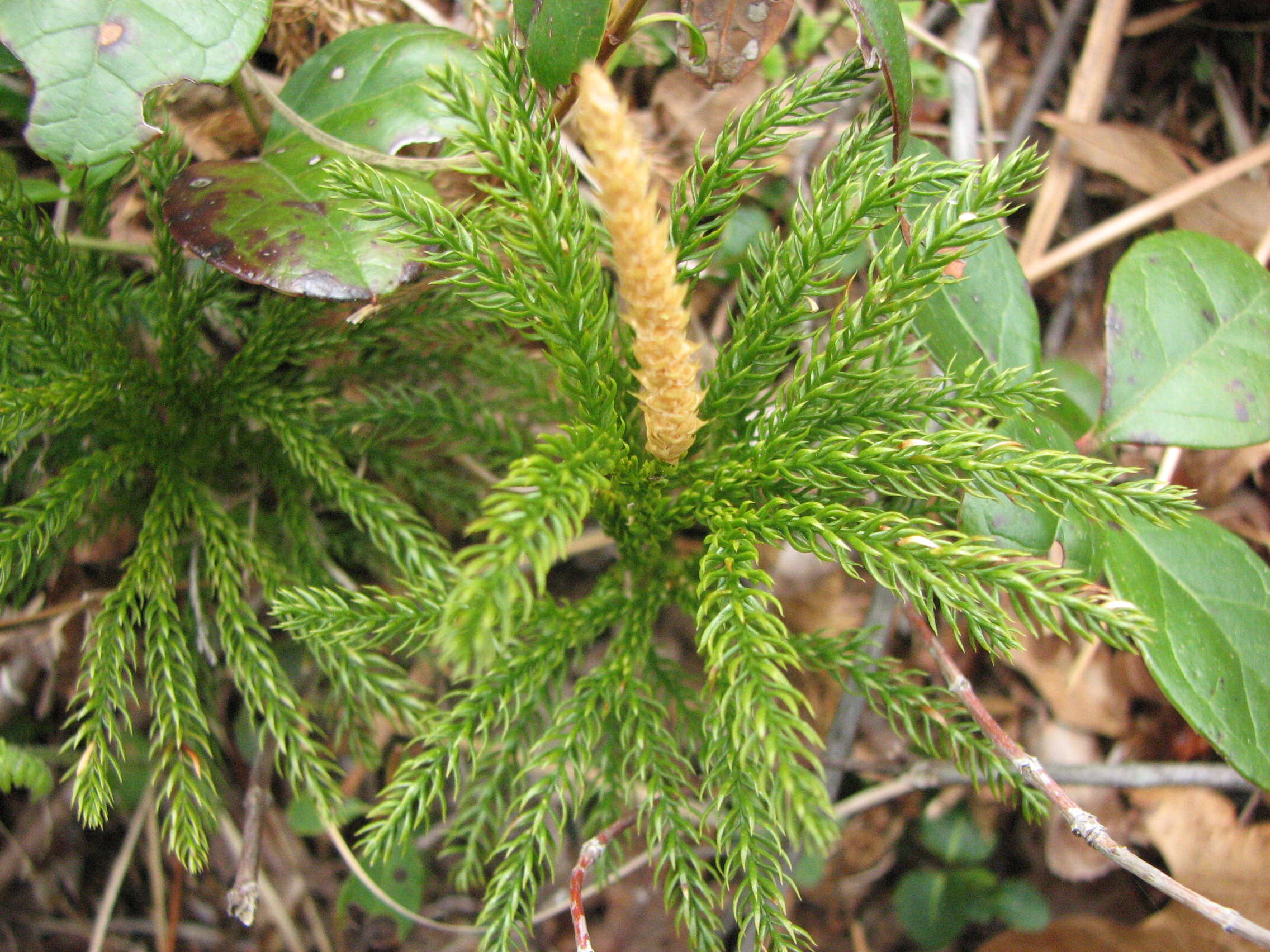 Image of clubmoss