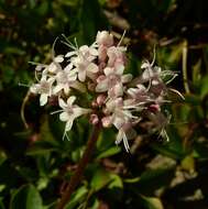 Image of Cordilleran Valerian