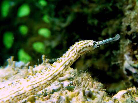 Image of Ocellated pipefish