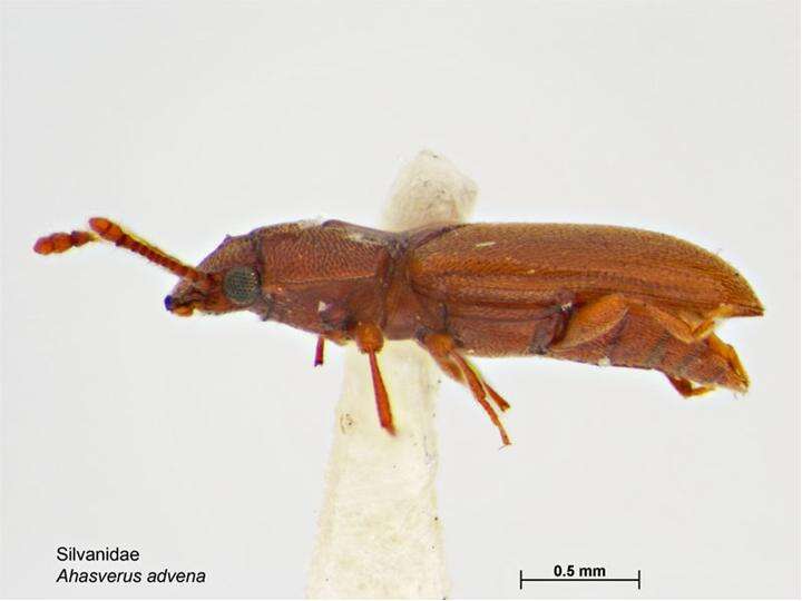 Image of Foreign Grain Beetle