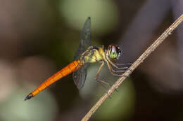 Imagem de Orchithemis pulcherrima Brauer 1878