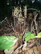 Слика од Corallorhiza odontorhiza var. odontorhiza