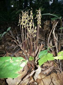 Image of autumn coralroot