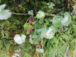 Image of Saxifraga rotundifolia subsp. rotundifolia