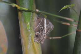 Image of Bamboo Tree Brown