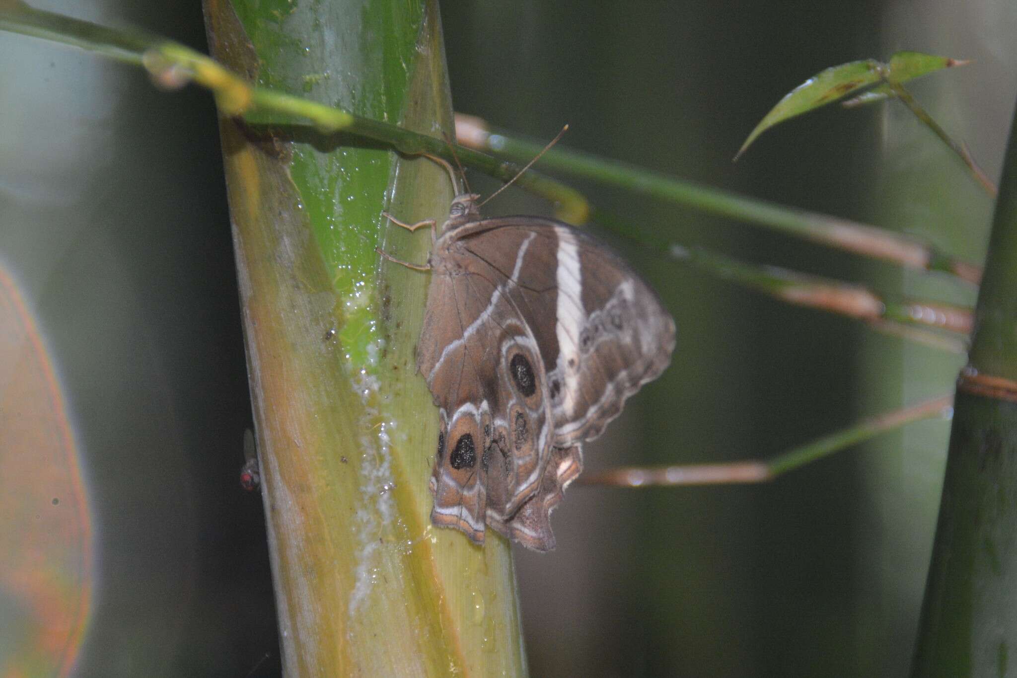 Image of Bamboo Tree Brown