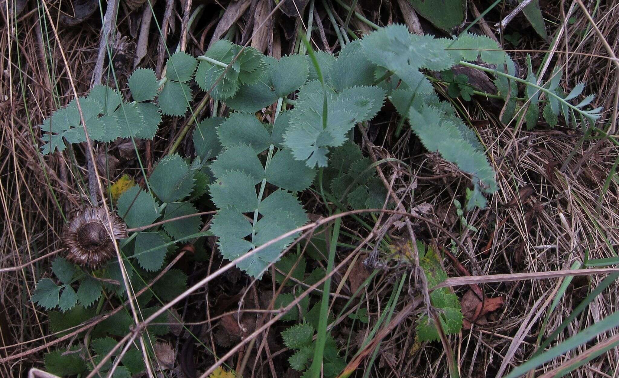 Image of Gingidia grisea Heenan