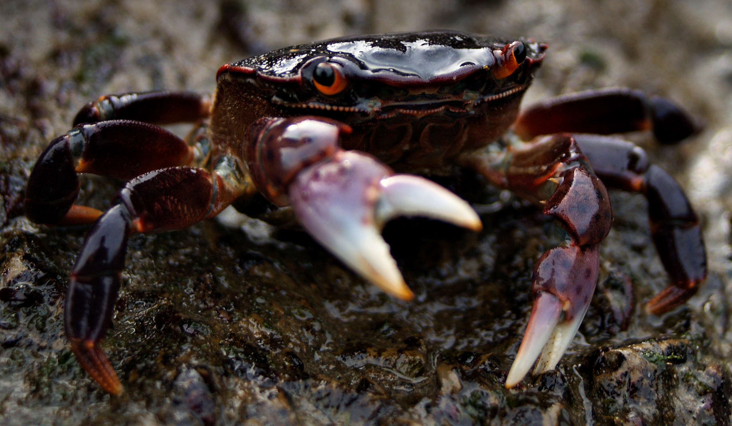 Image of Hemigrapsus nudus