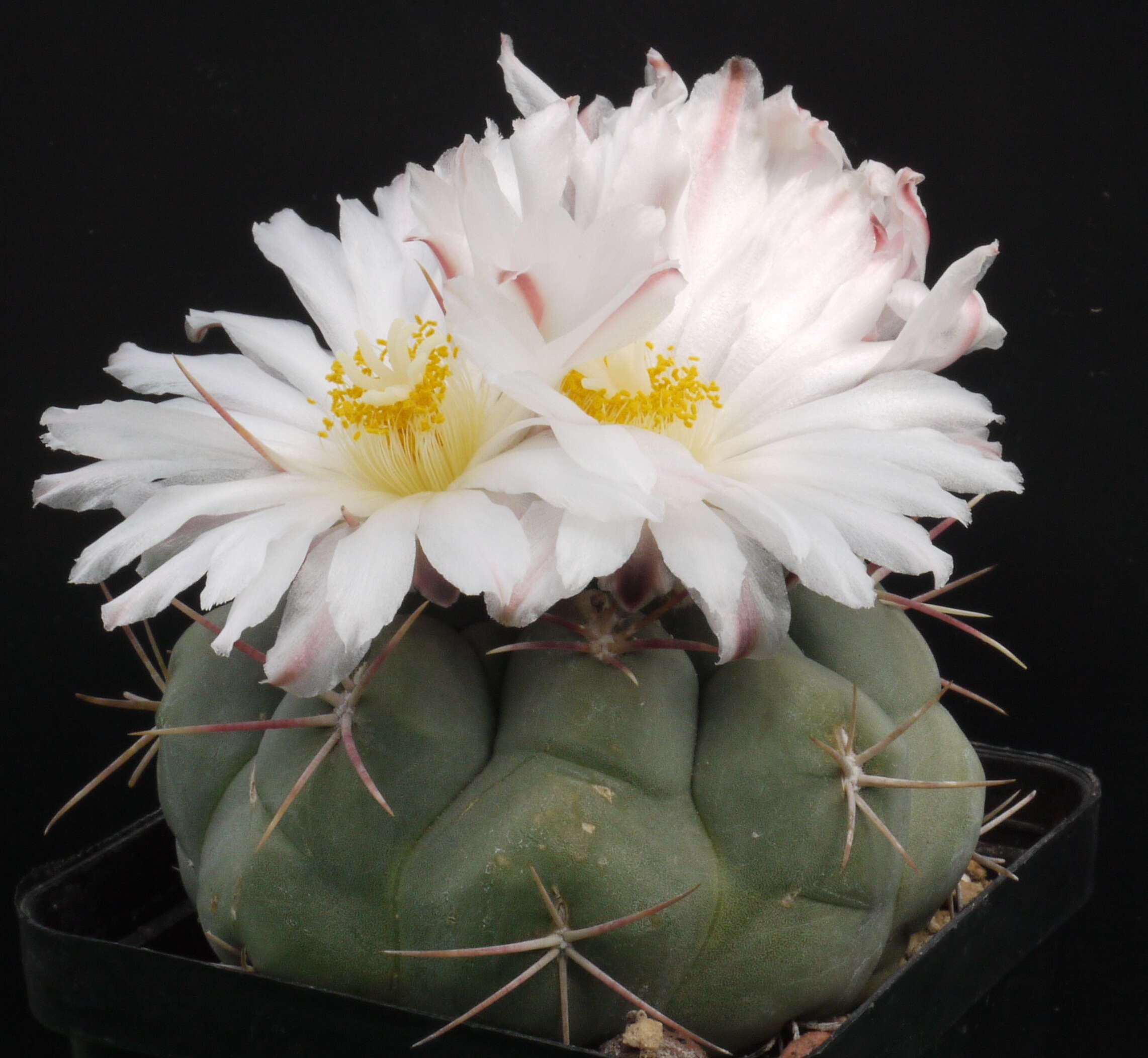 Image of Thelocactus hexaedrophorus (Lem.) Britton & Rose