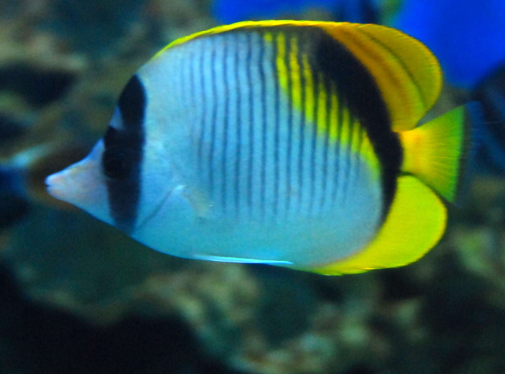 Image of Black-back Butterflyfish