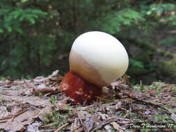 Ganoderma oregonense Murrill 1908的圖片