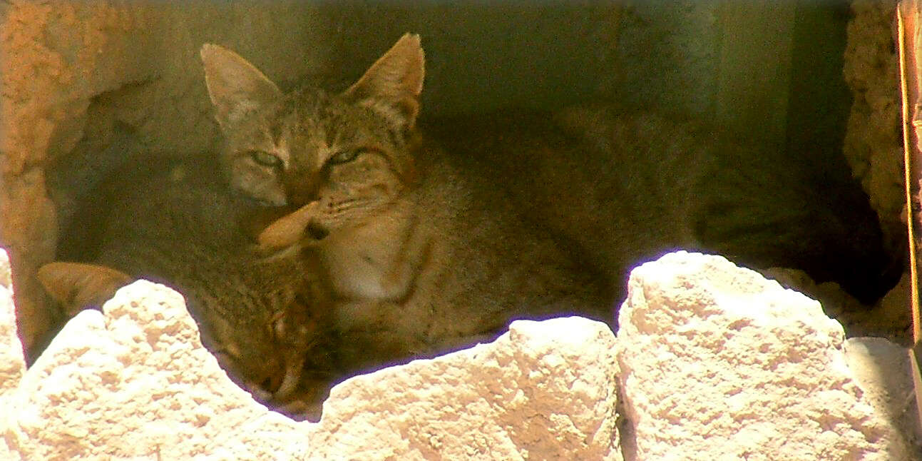 Image of African Wildcat