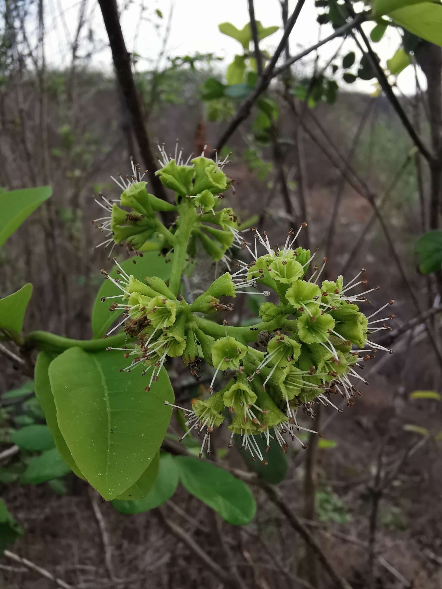 Guapira petenensis (Lundell) Lundell resmi