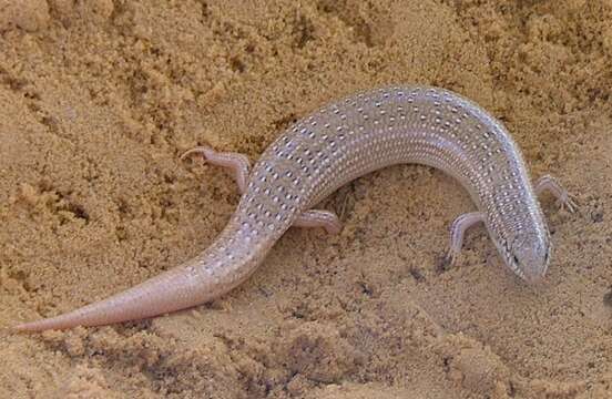 Image of Ocellated Bronze Skink