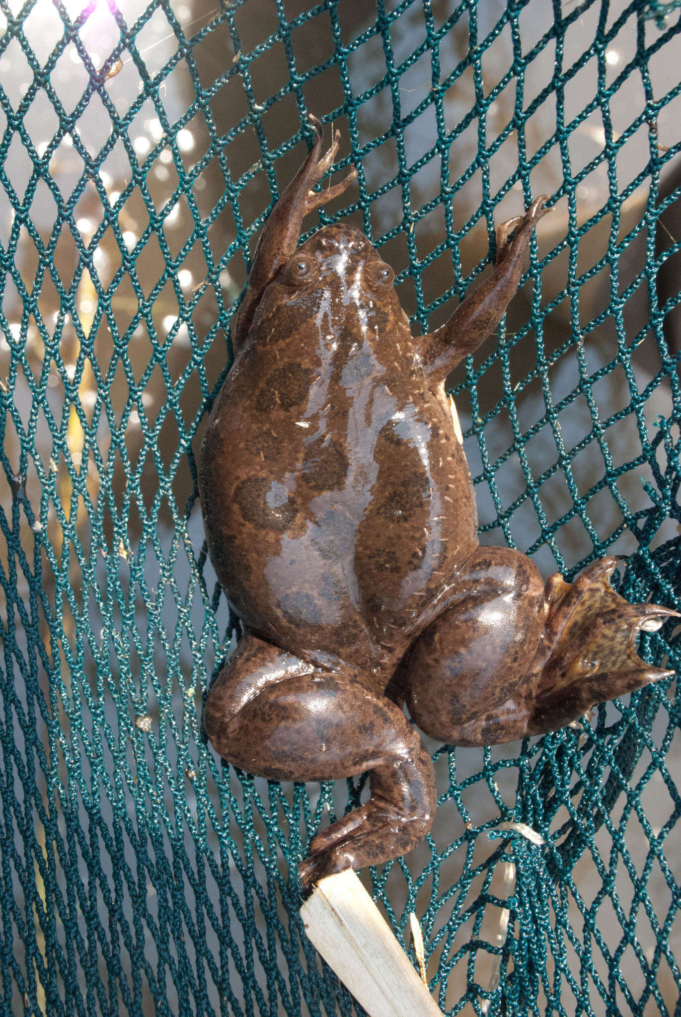 Xenopus muelleri (Peters 1844) resmi