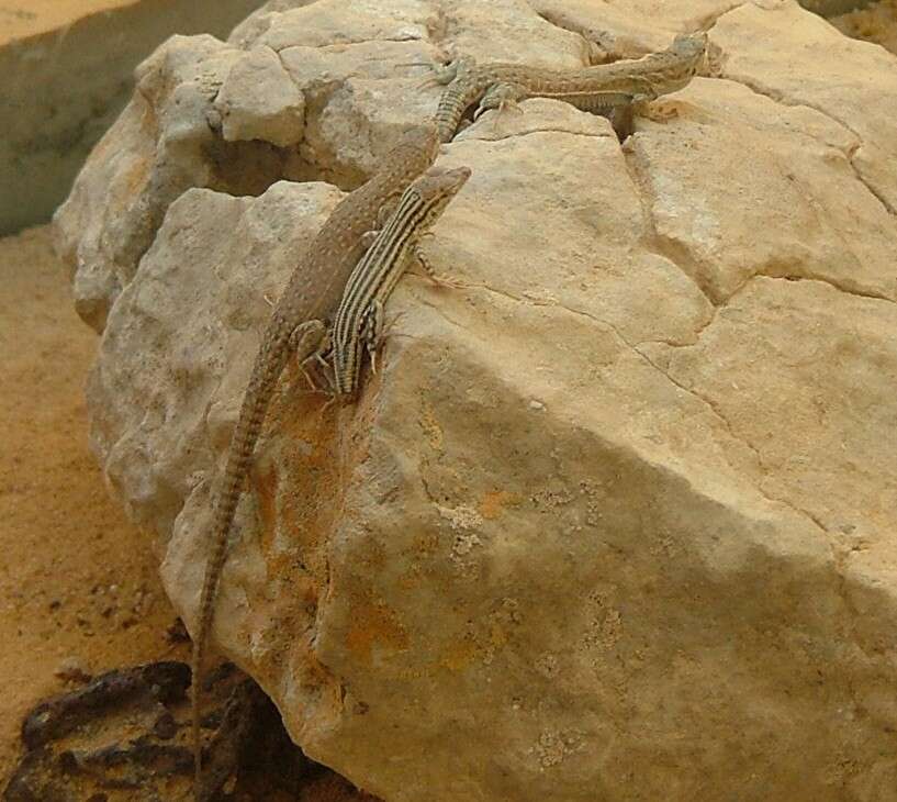 Image of Ocellated Bronze Skink