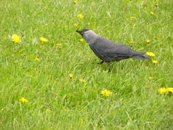 Image of Eurasian Jackdaw