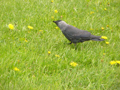 Image of Eurasian Jackdaw