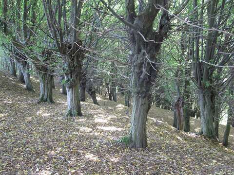 Image of European hornbeam