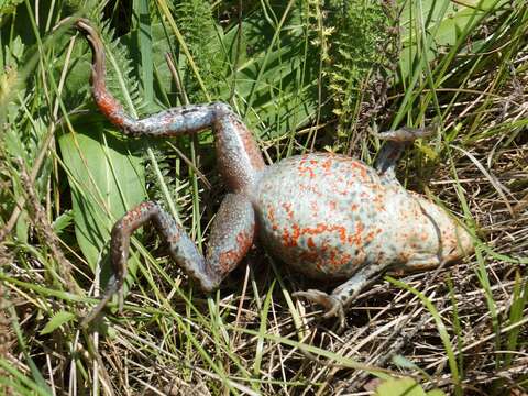 Image of Amur Brown Frog