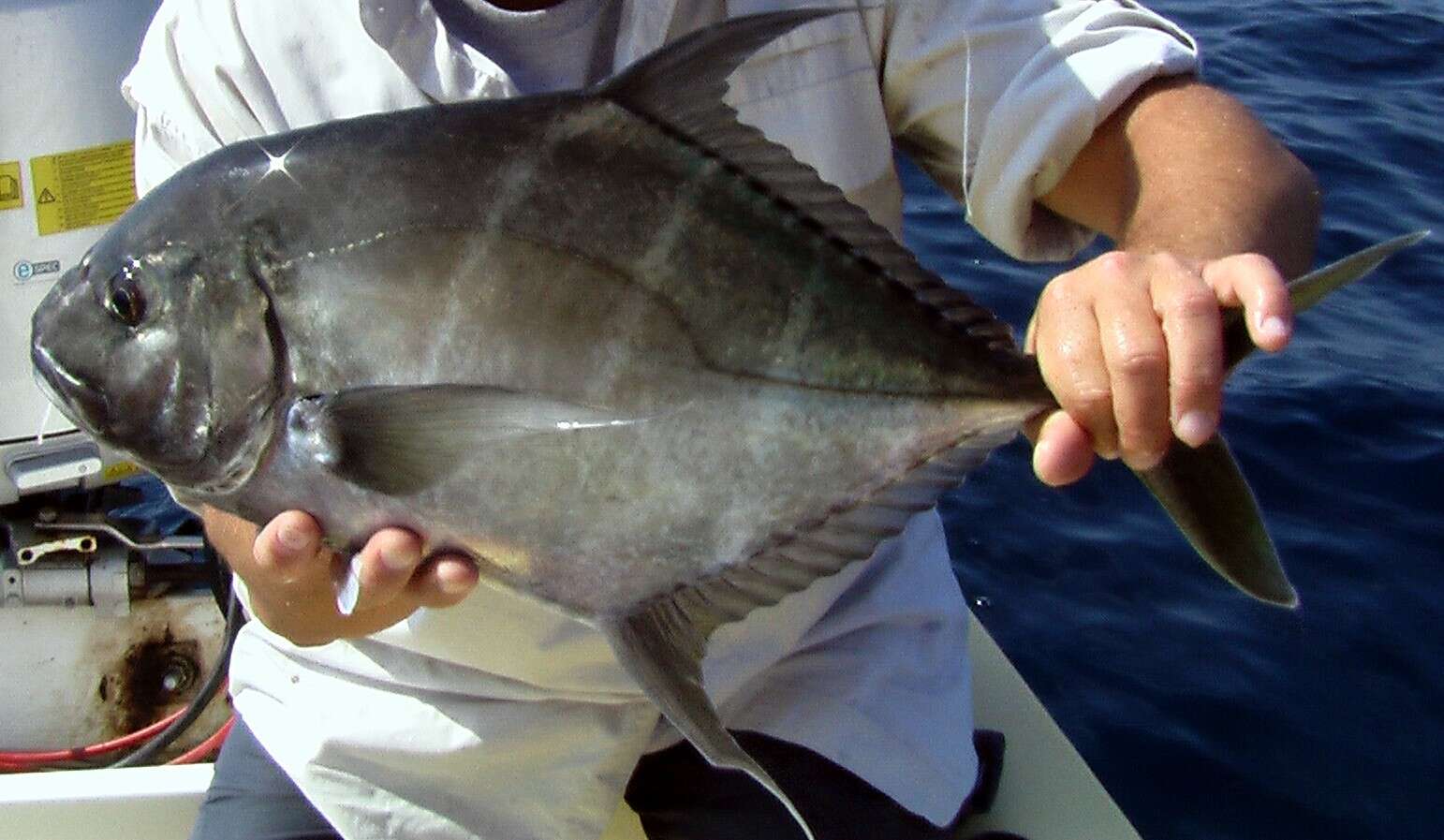 Plancia ëd Carangoides otrynter (Jordan & Gilbert 1883)