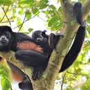 Image de Alouatta palliata aequatorialis (Festa 1903)