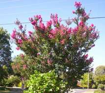 Image of Crape myrtle