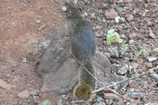 Image of Ochre Bush Squirrel