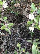 Arctostaphylos rudis Jepson & Wiesl. resmi