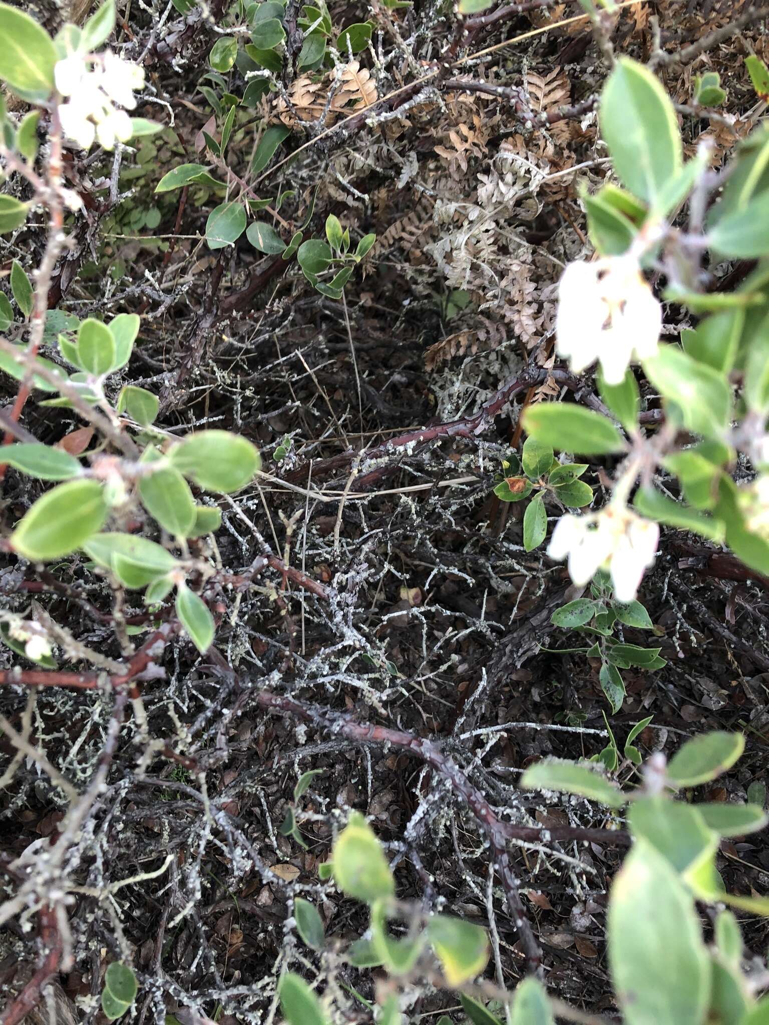 Image of shagbark manzanita