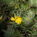 Imagem de Pultenaea pauciflora M. B. Scott