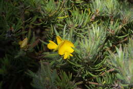 Imagem de Pultenaea pauciflora M. B. Scott