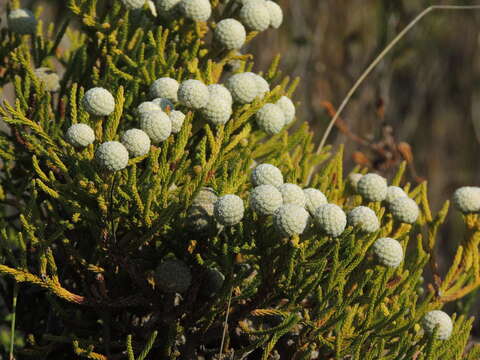 Image of Brunia noduliflora P Goldblatt & J. C. Manning