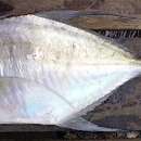 Image of Black-crested trevally