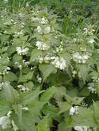 Image of white deadnettle