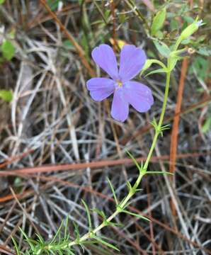 Imagem de Phlox nivalis Lodd.