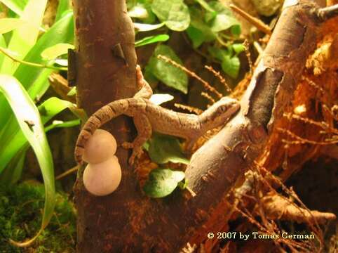 Homopholis fasciata (Boulenger 1890)的圖片