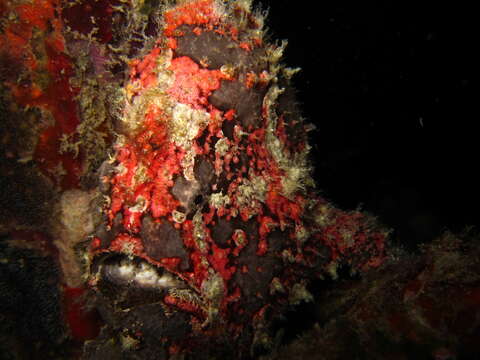 Image of Bearded scorpionfish