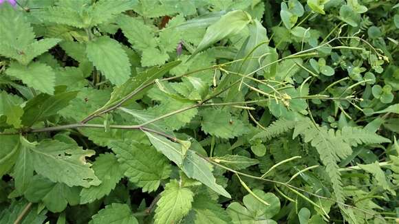 Image of Variable-Leaf Yellowcress