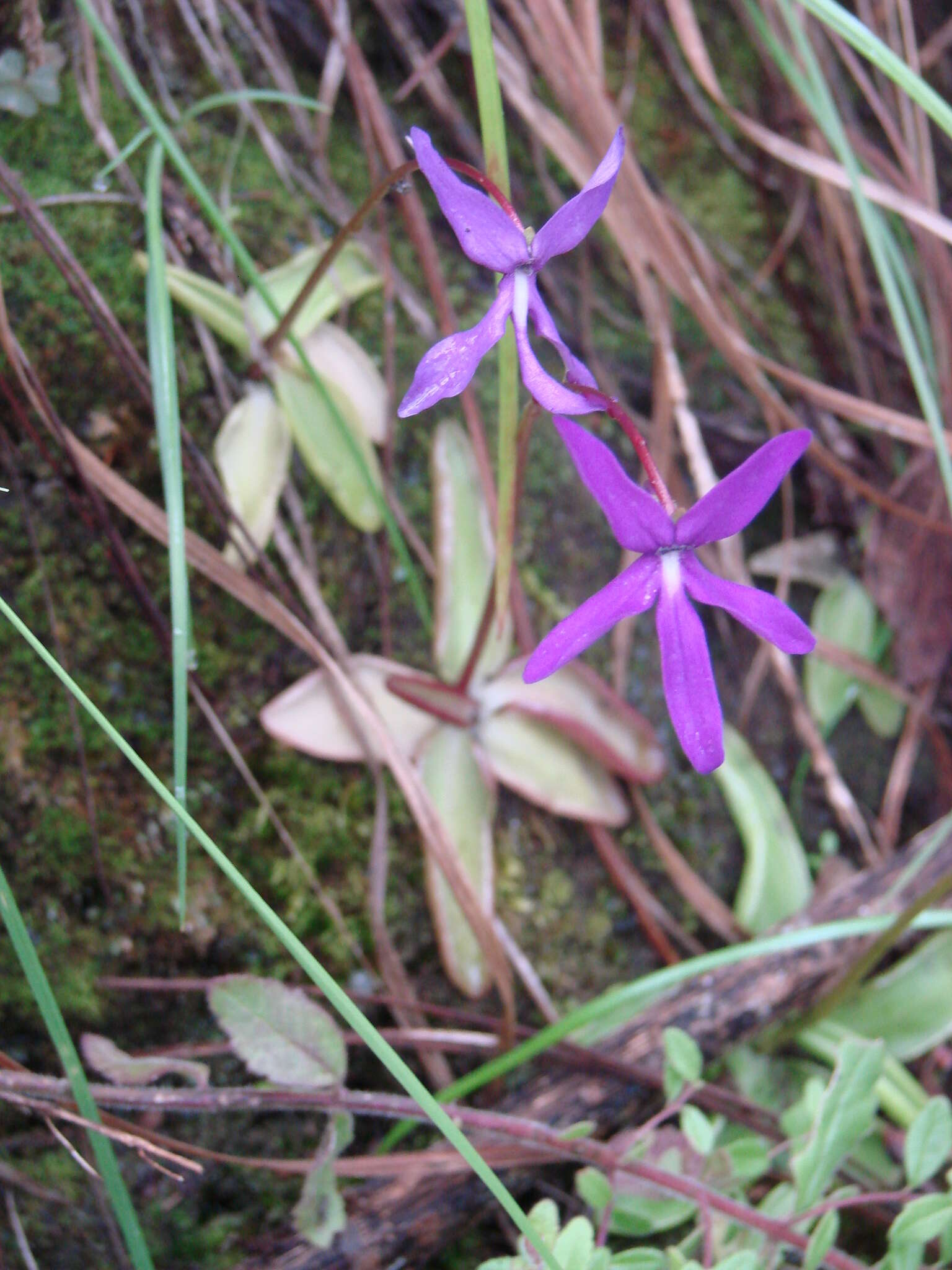 Image of Pinguicula orchidioides A. DC.