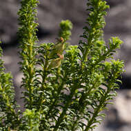 Image of Psoralea aculeata L.